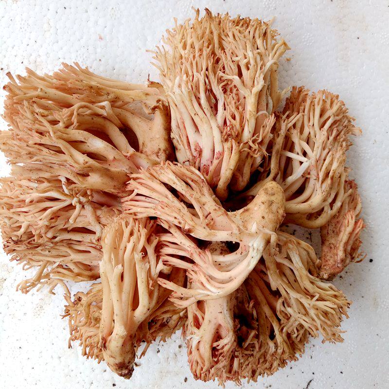 新鲜野生菌珊瑚菌 扫把菌1000g野生菌食用鹿茸刷把菌 火锅菌包邮