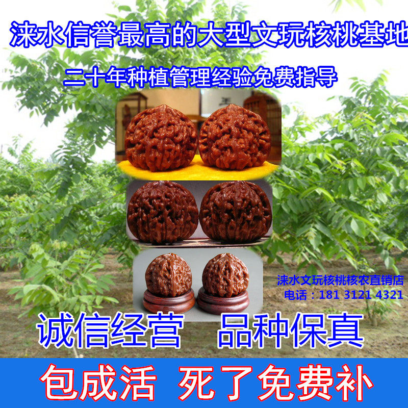 把玩核桃苗,核桃苗,红皮核桃苗_大山谷图库