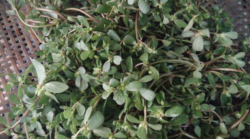 野生中草药马齿苋/马齿草/马齿菜/长寿菜/地马菜 500g