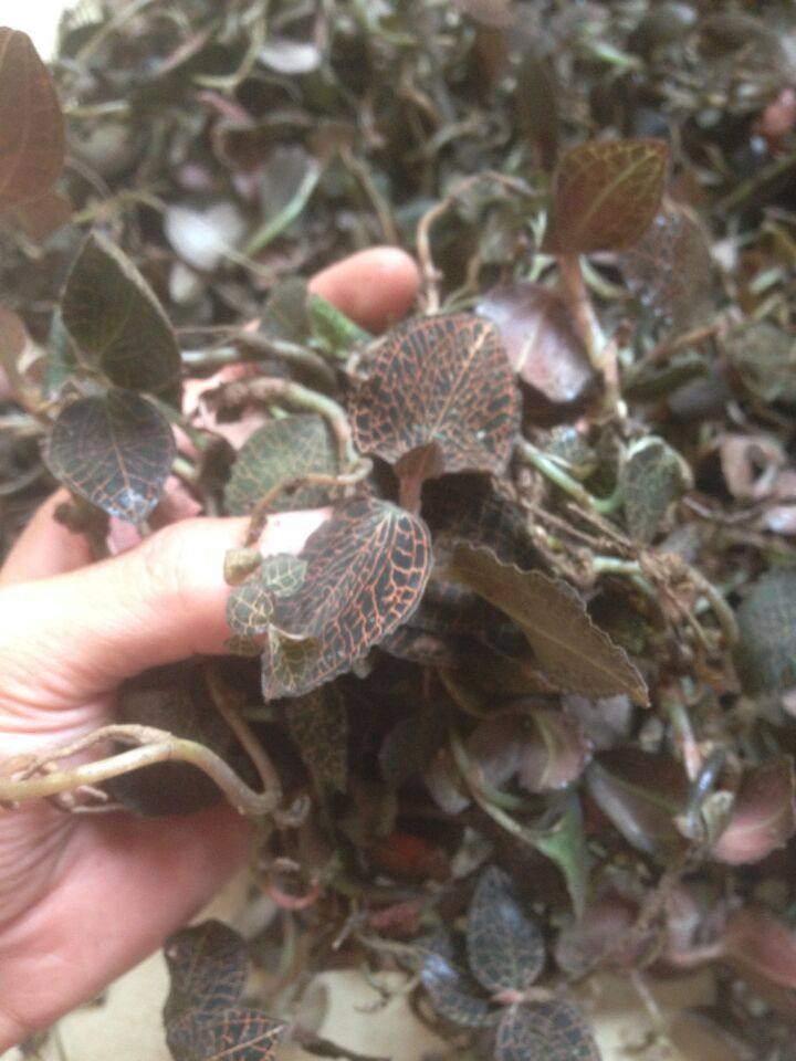 中草药野生金线莲金边莲鲜品,秒杀种植金线莲福建金线莲 包邮顺丰