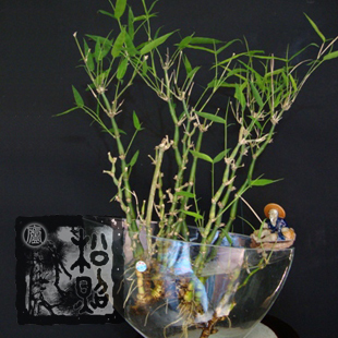 净化空气 水培竹子/桌面/办公/绿色/竹类/净化空气 室内植物盆栽