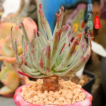 办公室阳台多肉植物仙女杯奴婢吉娜白菊小桩一物一拍满就送包邮_不