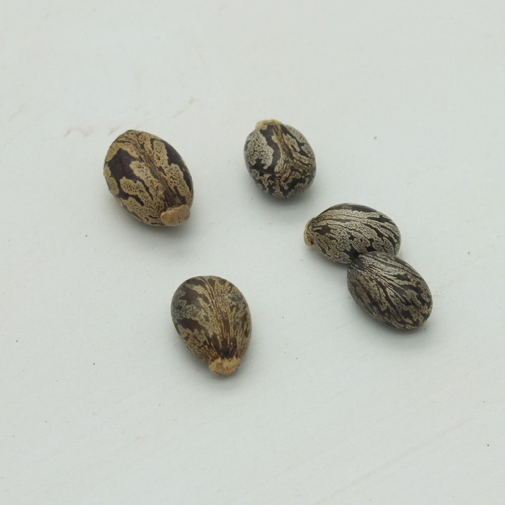 蓖麻子 蓖麻籽 蓖麻仁中药材500克包邮