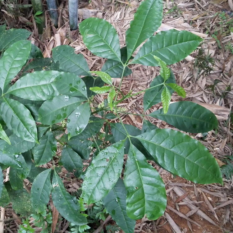 500g新鲜三叉苦 三桠苦 鸡骨树 三丫苦 斑鸠花 三叉虎野生中药材