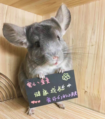 【龙猫举牌】满百包邮&mdash;训练龙猫举牌,龙猫用品      新品上架