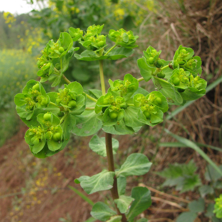 预售新鲜野生中草药材泽漆五朵云猫眼草五凤草全草500g