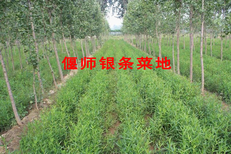 洛阳特产喜蜜银条银条300g 银苗 偃师银条菜7袋包邮