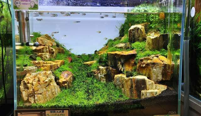 60缸沉木造景图片,鱼缸造景图片木,木造景图片_大山谷图库