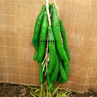 仿真黄瓜青瓜假蔬菜模型农家乐饭馆店墙壁摆设装饰品儿童识物玩具