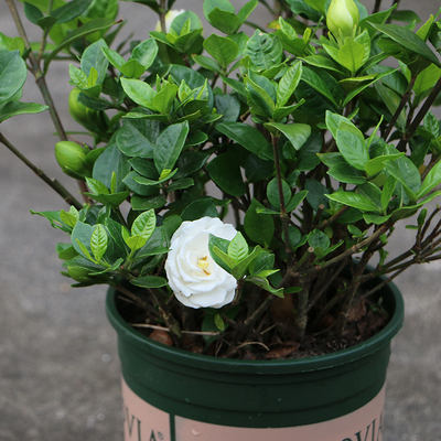 濃香型梔子花苗 梔子花 芳香植物 四季梔子花苗 盆栽梔子花可驅蚊