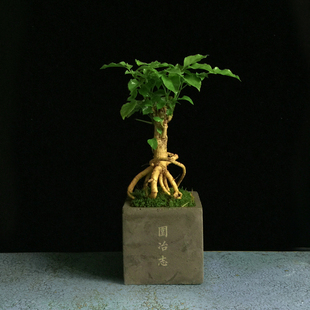 园冶志[陆君子]家居办公桌面盆景观根植物绿宝树苔藓盆栽盆景感觉