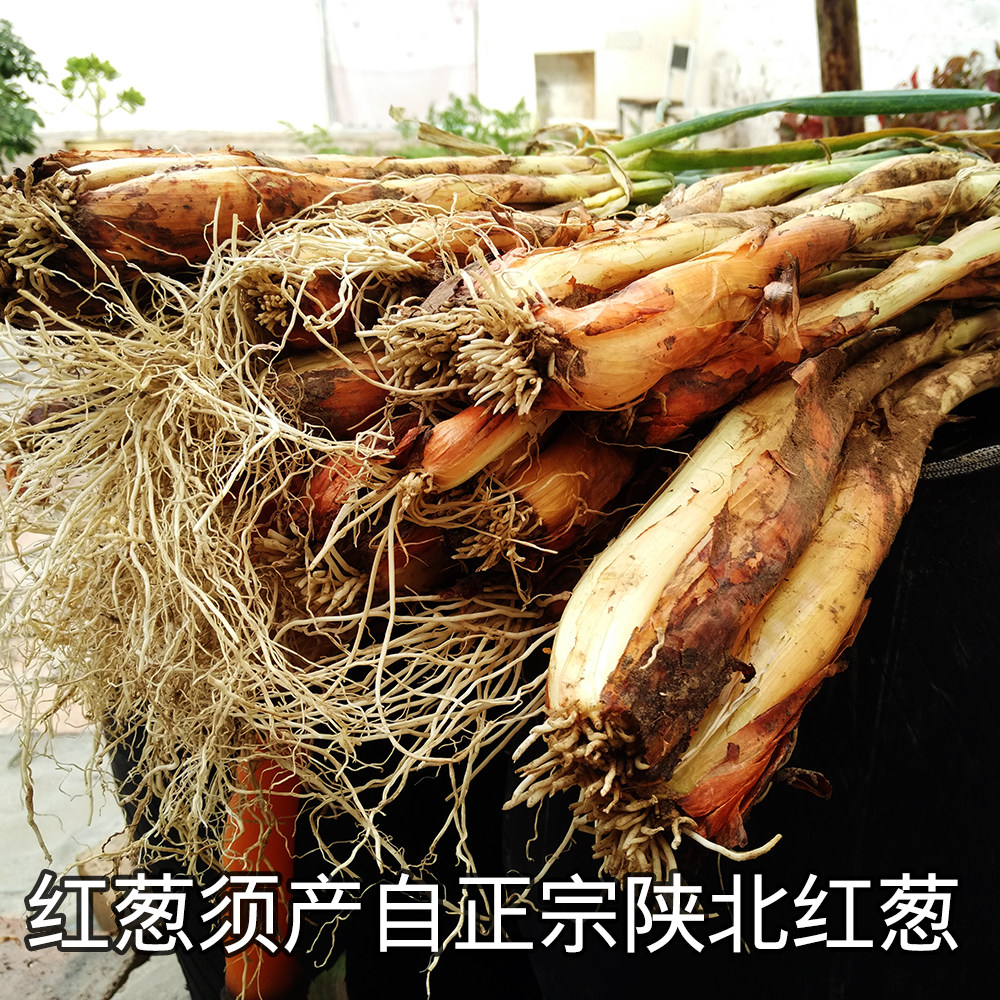 红葱图片,红葱的图片效,白葱图片(第2页)_大山谷图库