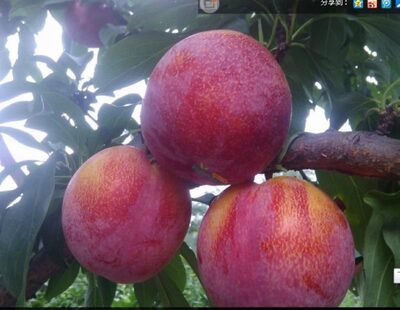 日本李王 李子树苗 李子苗 品质好被誉为"李中之王" 上海发出