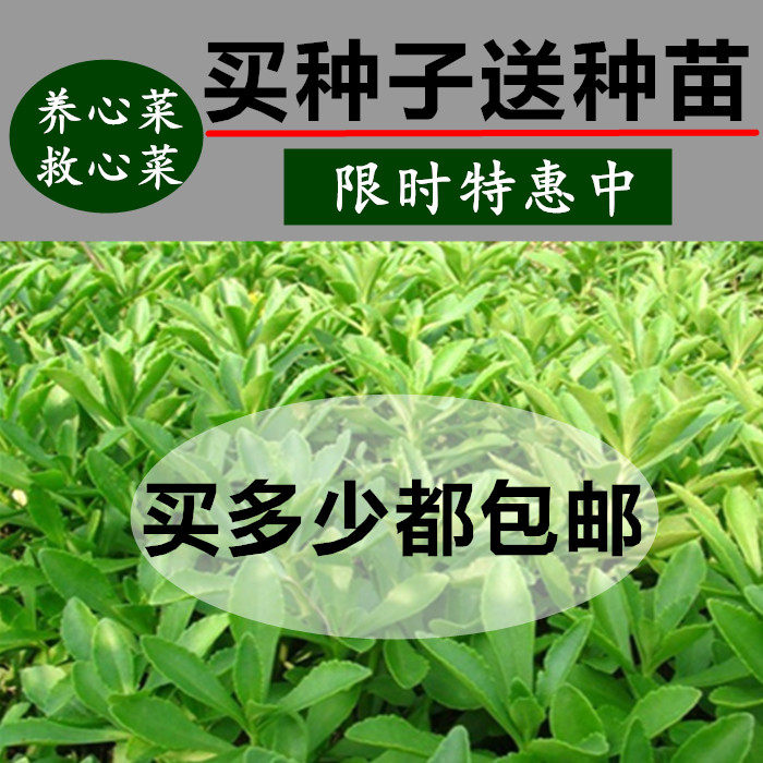 养心菜救心菜救心草高钙菜景天三七费菜种苗种子茶粉新鲜野生蔬菜
