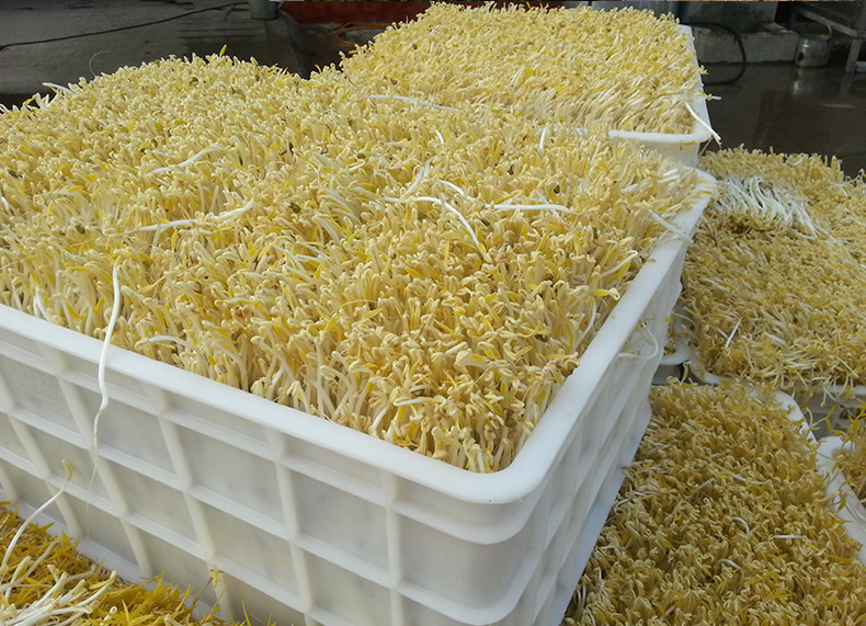 山东庆华豆芽机全自动大型 商用豆芽机日产1500斤 绿豆芽