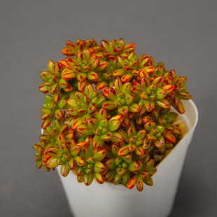 小人 棒叶小人祭多肉植物 办公室绿植花卉盆栽大棚直销 进口新品