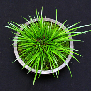龙须 金钱石菖蒲土培水培家居花草 特价野生虎须龙须水菖蒲