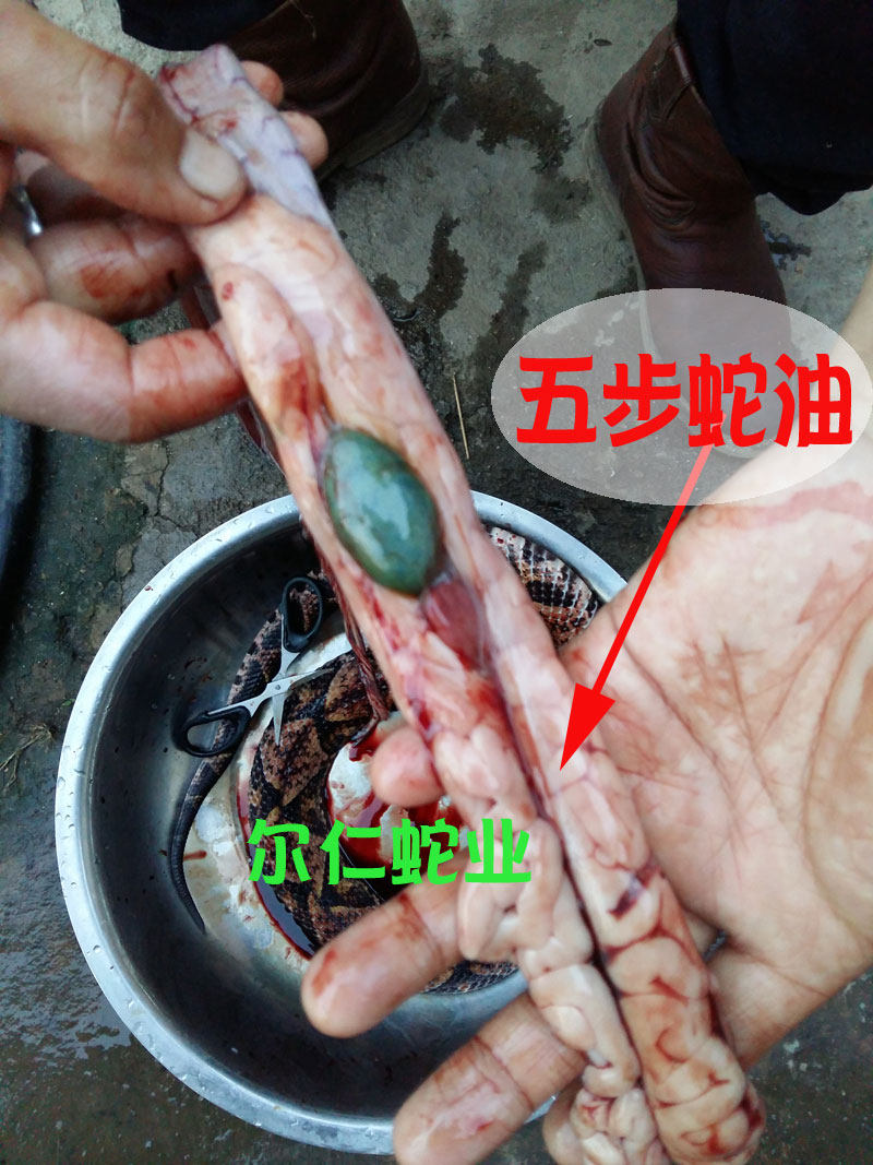 自家熬制五步纯蛇油可当面部精华护手霜手足皴裂膏防脱皮保湿滋润