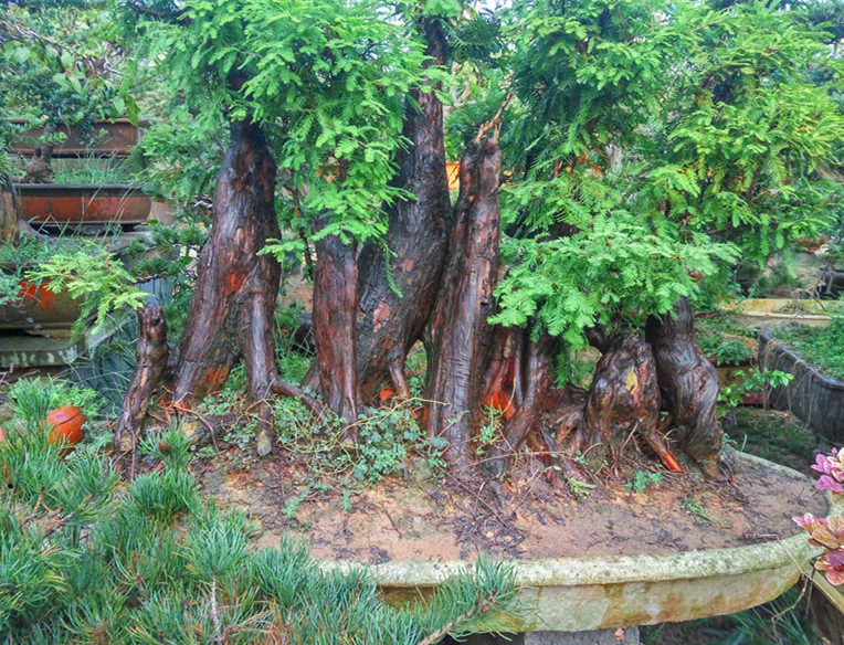 红花继木下山树桩 红花继木盆景树桩 继木造型树 红花继木下山桩