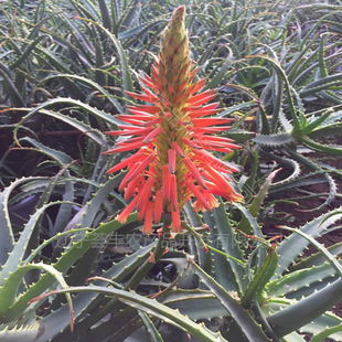 日本龙爪木立芦荟干丝龙爪菊芦荟润肠通便绿色有机无污染新鲜采摘