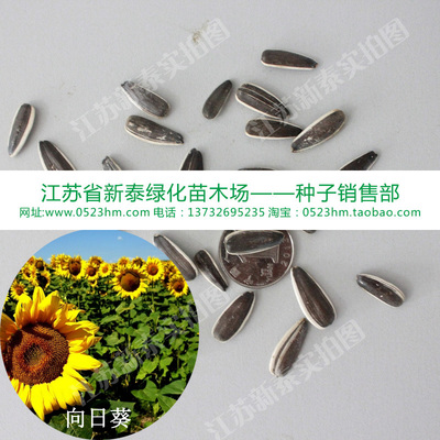 食用葵花种子观赏矮生迷你向日葵籽生瓜子向日葵高产型油葵籽花卉
