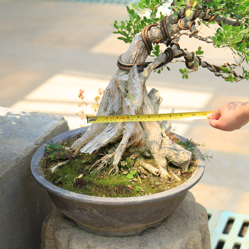 精品舍利杆黃楊樹樁盆景 別墅陽臺瓜子黃楊老樁 下山樁熟樁樹苗