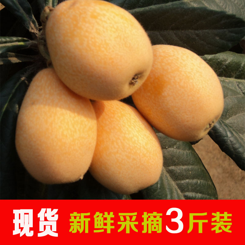 2019年枇杷采摘：一场充满金黄果实的盛宴