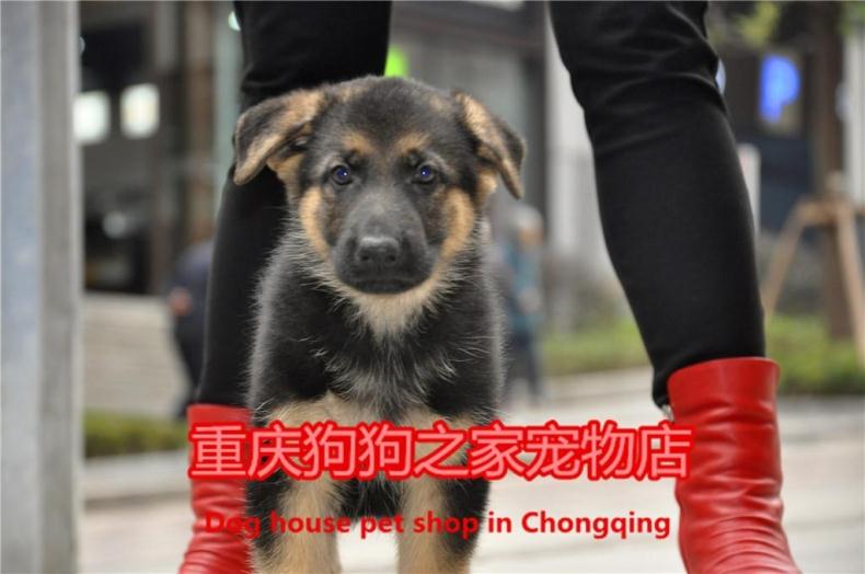 重慶狗狗之家寵物店名犬之家純種德國牧羊犬幼犬出售cku血統認證