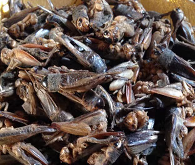 蟋蟀 中药材蟋蟀干蛐蛐 可磨粉500克包邮 店有蟑螂蝼蛄 水蛭