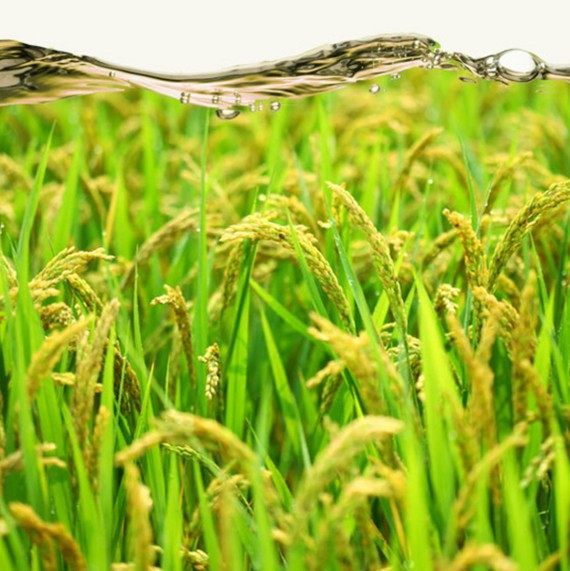 包邮湖南汝城特产热水大禾米糍 客家糍粑 黄元米果 黄糍粑 礼盒装