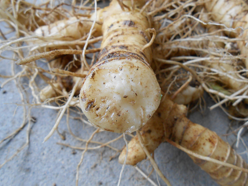 野生玉竹新鲜玉竹片条玉竹茶养生中药材滋补配麦冬沙参黄芪茶尾参