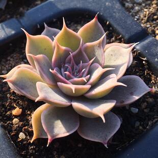 盆栽 暗星 自播多肉植物一物一拍实拍绿植盆栽特价包邮 暗冰银星