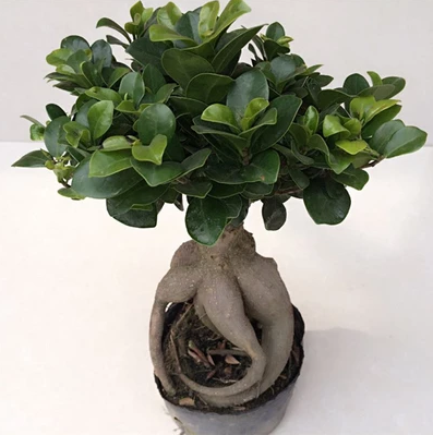 榕树盆栽 室内桌面绿植人参小榕树 防辐射净化空气迷你盆景树桩