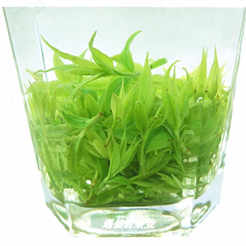 2016年新茶 四川明前 青山绿水 小叶 苦丁茶叶 126元500克包邮