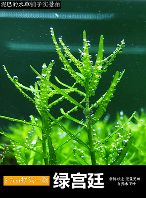  中后景水下叶> 绿宫廷 鱼缸造景 水族活体水草装饰真水草