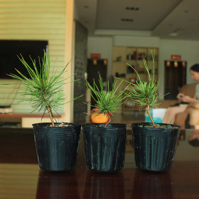 万园盆栽 日本赤松素材 赤松小品苗 雌松 文人临水赤松盆景