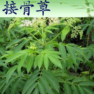 八棱麻别名,连麻树别名,六棱麻_大山谷图库