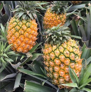 湛江徐闻曲界 糖心 新鲜水果 香水大菠萝 黄金凤梨 海南特产 包邮