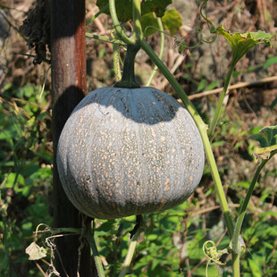 农家 黄山农家自种土南瓜 老品种甜粉面糯番瓜 新鲜老南瓜 宝宝辅食