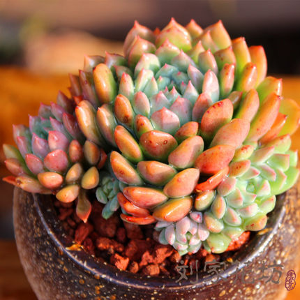 泉艺花卉丨血姬莲景天科石莲花属多肉植物1.