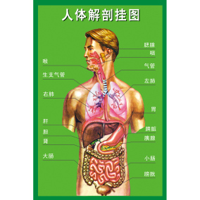 人體器官內臟解剖系統示意圖醫學宣傳掛圖人體心臟結構圖醫院海報