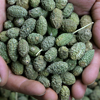 银杏叶 新鲜银杏果白果泡茶做枕头 野生1斤有根果花种子苗