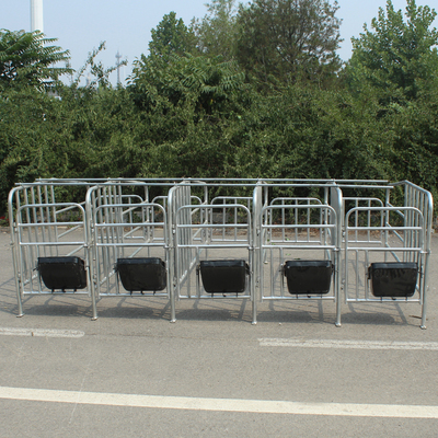 定位栏 母猪定位栏 母猪限位栏带10个钢板母猪食槽 养猪设备