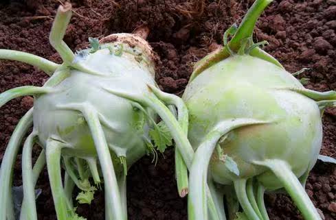 新鲜菜果 芥兰头 精选椰菜果 2500g