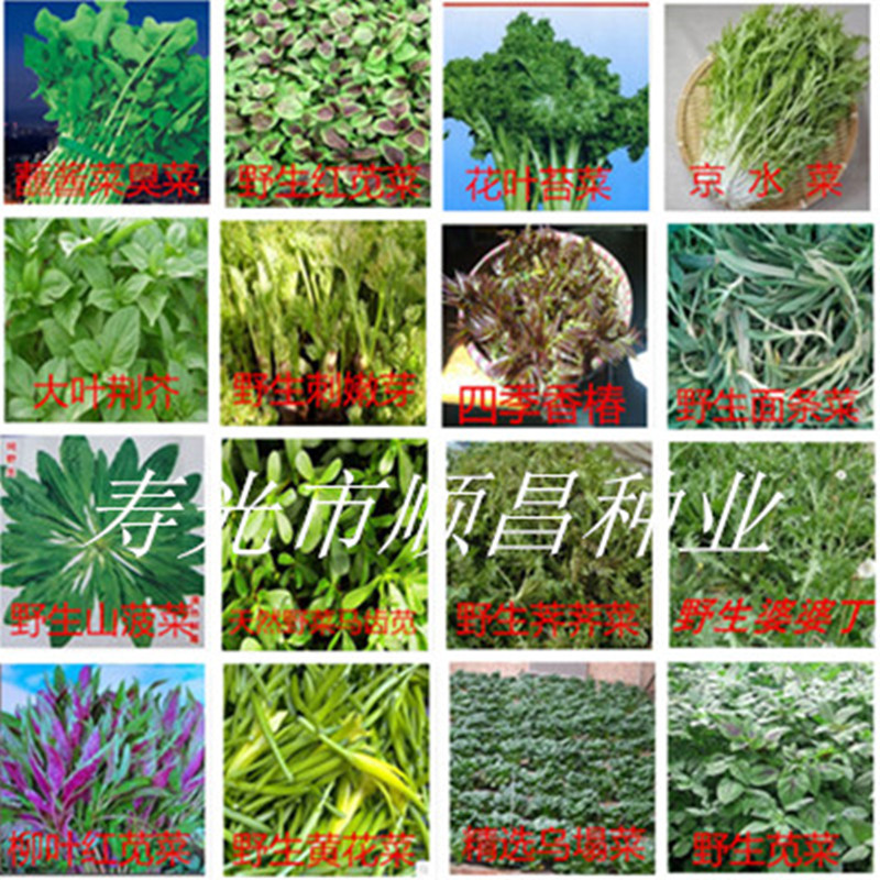 勒菜,勒苋菜,勒菜图片_大山谷图库