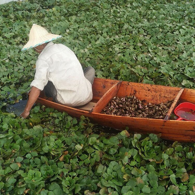 洪澤湖新鮮老菱角 野生紅菱角 菱角菜老青菱角腰菱水菱實土特產