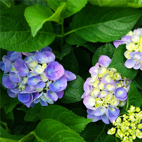 进口大花绣球花 史欧尼 阳台庭院露台绿植盆栽花卉花苗