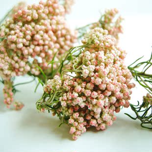 小米 干花 真花天然风干 小米花 家居装饰 店铺拍摄道具 文艺清新风