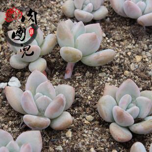 多肉植物多浆植物小苗叶插苗 奥普琳娜贵货 胖嘟嘟