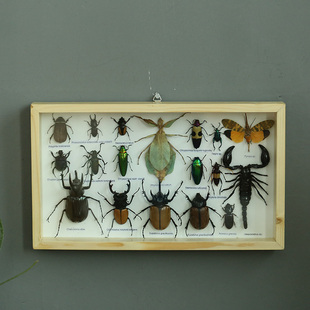 壁虎 真昆虫标本 壁虎小屋顺丰包邮 小学生科谱生物天牛蝎子金龟子娥